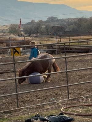 Trying to cheer myself, enjoy Hot Sauce and Paizley playing ball 💕#paizleysponies #paintedponiesranch #horselife #poniesoftiktok #ponies #farmlife #horse #animalsoftiktok #minihorses #depressed #horses #minihorsesoftiktok 