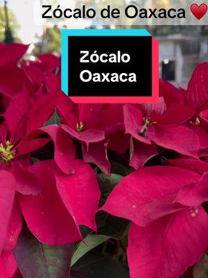 Zócalo de Oaxaca ♥️ #oaxaca #oaxacamexico #zocalooaxaca #zocalo 🎄🪅