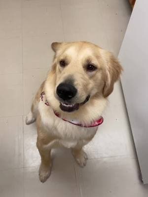 Dont even mention the vacuum😅#goldenretriever #dogsoftiktok #dawg #petlover #foryoupage 