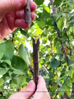 Boost fruit tree grafting efficiency with this handy tool! #PracticalTools #MultiFunctionTool #GardeningMadeEasy #GraftingTool #MustHaves🔥#tiktokshopholidayhaul #TikTokShopLastChance#TikTokShopNewYearNewAura#spotlightfinds