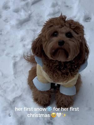 @Mochi🍡 first chirstmas is a white christmas 🥹🤍❄️🐶 #cavapoopuppy #dogsinsnow 