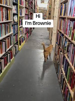 I'm just looking for my Forever Family. They're bound to be around here somewhere. -Brownie #CatRescue  #GingerCat  #PetAdoption  #Brownie  #LCCR  #WalkAbout  #RescueCat  #ImASurvivor  #ForeverFamily  #CatBookstore  #EnolaPA  #HarrisburgPA  #HersheyPA  #LovingCareCatRescue 