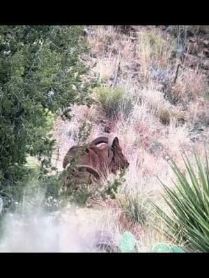 🔥🔥 West Texas Aoudad Sheep🔥🔥#royhurley #sproulranch #hunthesproulranch #kuiu #kuiunation #kuiu_official #ranchlife #KeepRanchin #foryoupage #outdoorsmans #aoudad #aoudadhunting #westtexasaoudad 