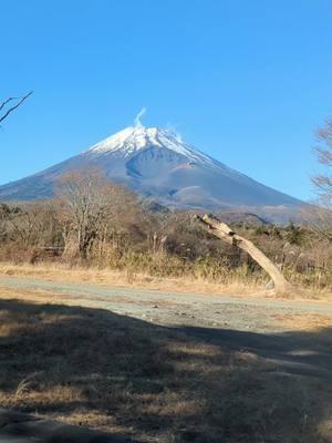 #fujisafaripark #japantok #mtfuji #cheetah