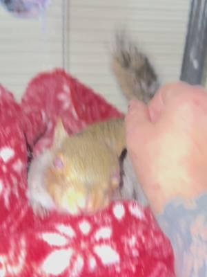 Super long video, chilling, and talking with little lady and Mr. rocket #Love #godscreation #thankyou #family #rocket #raccoon #squirell  #blindness  #awareness #littlelady #bff #raccoonsoftiktok🦝 #foryoupage #foryou 