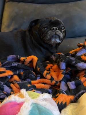 Maggie mae grouch on the couch #genx #cutepug #seniorpugsoftiktok #maggiemae #blackpug #genxtiktokers #gretzy 