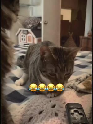 #funy #funyvideo #dog #dogsoftiktok #cat #voice #pet #haha #petoftiktok #VoiceEffects #Imao #voiceover #Imao #humor #haha 