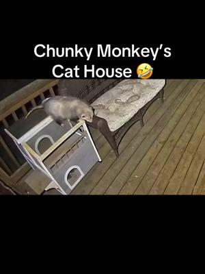 Anybody else have a catpossum 🤣 Chunky Monkey literally thinks he’s a cat 😍 #oppossum #oppossumsoftiktok #oppossums #fypシ゚viral 