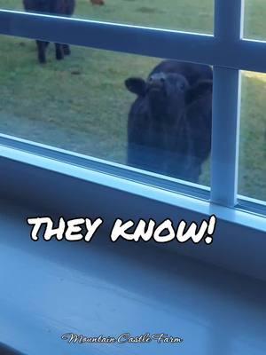 #theyknow #nobodysgonnaknow #whereareyou #shesinthere #mom #kitchenview #kitchenwindow #treatsfromthekitchen #castlekitchenwindow #memoriesbysheri #mountaincastlefarm #farminglife #hobbyfarm #cows #cattle #farmanimals 