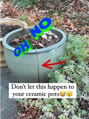 If you haven’t already done this and you live in a colder climate, it just takes a moment to tip over your ceramic pots or roll them out of view. I just did this a couple of days ago finally because it’s been pretty mild. When it snows or even rains and there is moisture in the pot, the water freezes and expands and this can crack the pot. There are other strategies, like covering the pots or putting them in a garage. I’ve heard others report that even elevating them off the ground slightly can do it but this is what I do and this took 2 minutes. Note: if you have terra cotta pots I have been told this does not work you may want to employ one of the other strategies. Happy tipping and rolling! Song: “Cold” by Chris Stapleton. About me: I am a garden coach and consultant and I meet with people in person around the Boston area and virtually everywhere. Go to my Linktree on my profile to find out more about what I’m up to! #youcandoitgardening #ceramicpots #flowerpots #gardener #gardeninglife #landscaping #diylandscaping #gardening