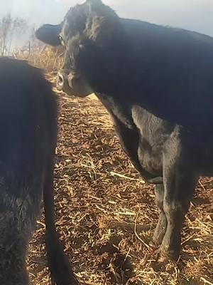 #fyp #cattlefarm #farmlife #cowtok #lifeisbetteronthefarm #farmtok #angus #blackangus #bull #angusbull #moodog #grasspuppy #pasturepuppy #haymafia #countrylife #countryliving #farmliving #justagirlwholovescows #myhappyplace 