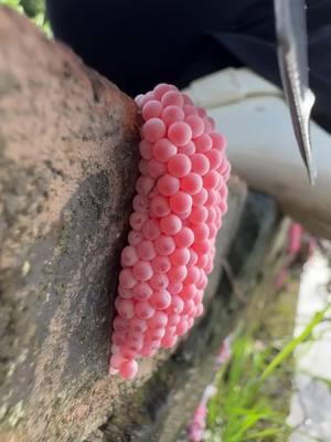 Apple snail eggs, easily recognizable by their bright pink or orange color, are laid in clusters above the waterline on plants and other structures. These eggs belong to various species of apple snails, aquatic mollusks that are often found in freshwater habitats. Originating from South America, these snails have been introduced into various ecosystems around the world, sometimes as part of the aquarium trade or for aquatic weed control. The introduction of apple snails into non-native environments can have significant ecological impacts. Their eggs hatch into voracious juveniles that grow quickly and consume vast amounts of vegetation. In ecosystems where they are invasive, apple snails can cause severe damage to aquatic plants, reducing biodiversity and altering habitats. This can lead to negative consequences for other species dependent on these plants for food and shelter, disrupting the entire aquatic food web. Moreover, the robustness of apple snail eggs contributes to the challenge of controlling their populations. The eggs have a unique calcium carbonate layer which protects them from desiccation and makes manual removal difficult. This protective layer ensures high survival rates, facilitating the rapid expansion of their populations in favorable conditions. In summary, while apple snails and their eggs can play a role in their native ecosystems, their presence in non-native areas is often problematic, leading to significant ecological disruptions and challenges in management and control. Crushing apple snail eggs is like crushing chicken eggs. It's not animal abuse because the eggs are not animals.  #AppleSnails #InvasiveSpecies #EcosystemDamage #AquaticPlants #BiodiversityLoss #EnvironmentalImpact #NatureConservation #AquaticInvasives #HabitatDisruption #WildlifeProtection #AppleSnailInvasion #EcoWarrior #SnailProblem #NatureAlert #SaveOurWaters #EcoCrisis #InvasiveAlert #ConservationTok #WildlifeRescue #EcoTips #SnailEggCrush #StopInvasives #EcoControl #InvasiveSpeciesFight #CrushInvasion #NatureDefense #HabitatProtectors #EggBusting #EcosystemWarriors #InvasiveCrunch #asmrnature #EggCrushASMR #SatisfyingCrunch #NatureASMR #EcoASMR #InvasiveASMR #RelaxingCrush #ASMRCommunity #soothingsounds #fyp #foryou #foryoupage #satisfying #satisfyingvideo #relax #relaxing #relaxingvideos #interesting #entertaining #invasivespecies #applesnail #applesnaileggs #snaileggs #snaileggcrushing #eggs #asmr #asmrvideo #asmrsounds #asmrtiktoks #asmrsound #asmrtiktok #nature #crush #crushing #crushingasmr #crunchy #crunchysounds #crunchyasmr #notanimalabuse #1minuteasmr #asmr1minute 