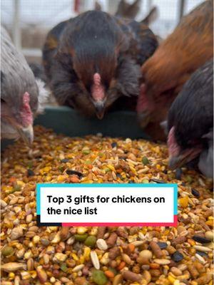 Even chickens on the naughty list deserve a special treat! #TikTokShop #christmasgiftideas #giftideas #chickenmom #chickens 