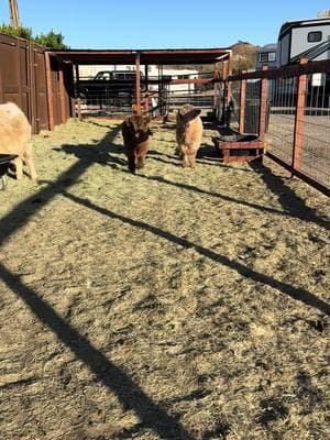 It is true Roxys pretty darn cute 🥰😂 #HighlandCows #FluffyCows #HighlandCattle #FarmLife #CowsofInstagram #highlandsofarizona #azhighlandcows #animalencounters #animalexperience 