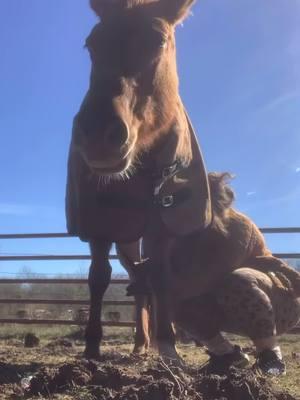 #horsesoftiktok #horse #horses #spoiled #cold #sweet #loveable 