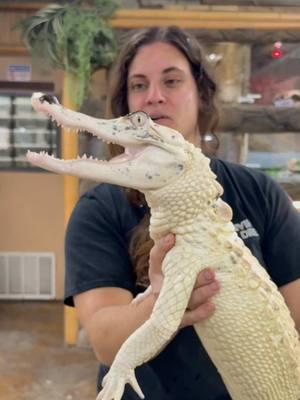 MORE GATORS! 🐊 This little guy came to us not too long ago along with his sister🙌  Although nothing can beat the name Coconut, we’ve got to brainstorm some names that are equally as good! 😁 • • • • • #wow #gator #animals #white #beautiful #wildlife #sunday #awesome #animallovers #daily #zoo #life #funny #moment #cool #video #moments #zoo #zooanimals #tik #tok #tiktok #tiktokanimals 