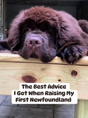 When I got my first Newfoundland about 30 years ago, I slowly started to realize that there were some things the Newfie books didn’t mention.  Thankfully, I had some pretty good mentors to guide me and give me some helpful and honest advice that I’ve carried with me through the years.  Newfoundlands are an amazing breed but they are definitely not for the faint of heart and raising one can be challenging before it’s easy.  #newfoundlanddog #newfoundlandpuppy #newfiesoftiktok #newf #dogsoftiktok 