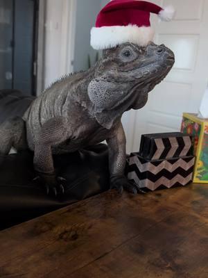 This audio was made for Rocco💜 #reptile #lizard #exoticpet #rocco #fyp #rhinoiguana #pet #iguana #cyclura #motherofdragons 