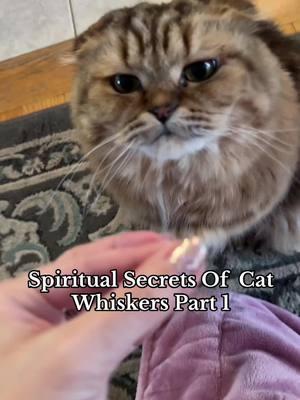 #creatorsearchinsights Spiritual Secrets Of Cat Whiskers Part 1 #catwhiskers #cats #catfacts #tiktokcats 