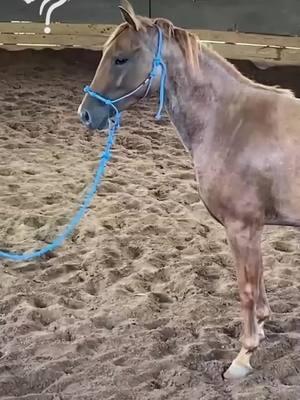 ✨Witness The Transformation: Unhandled Horse to First Ride! Part 4 🐎Want Help With Your Horse? Comment Or Dm Us The Word "HELP" To Get Started! #horsetraining #horse #trainer #horsetrainer #trainingvideos #horsevideo #traininghorses #horses #horsehelp