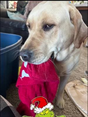 The Corn dog Grinch! #dogsoftiktok #labradorretriever #grinchtiktok #grinch #labradormom #gofastgilbert 