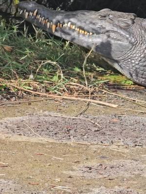 The head lift made my day. 😂🥹🐊 . . . . . . . . #everglades #visitflorida #evergladesnationalpark #crocodile #floridawildlife #florida #Outdoors #nature #wildlife #alligator #Hiking #biking #sup #animalencounters #americancrocodile #reptile #jurassic 