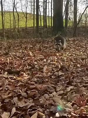 Raccoon coming to fight! #foxpro #raccoon #coyote #hunting #coyotehunting #weliveforthis  Alt Description: A raccoon running to the FOXPRO X24.  