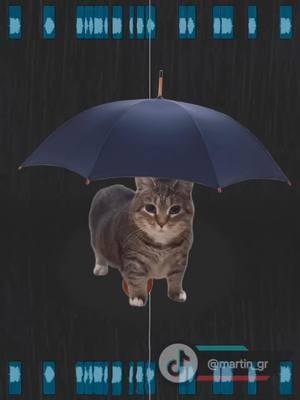 [🔊] You can stand under my O I O I O A (📹 @martin_gr & 🐱 @queenfatethel) - #umbrella #oiiaiiooiiai #cat #music #9gag