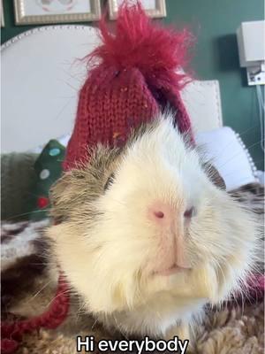 Hi everybody, do you know it’s 11° here in New York but here’s a kiss just to keep you warm.  #cobayo #cobaya  #meerschweinchen #морскаясвинка #derriguinea #dandelions #Cochondinde #fuzzyinstapigs #marsvin #기니피그  #buzzfeedanimals #cavylife #conejillodeindias  #Ginedomuzu #guineapigsofinstagram #बलिकाबकरा   #モルモット #conejillo #cobaia #guineapigsofig #guineapigsoftiktok #porcellino #boys #豚鼠 #newyork #furbabies #family mother #peruvian #boy #movie #boop #kiss #smile #cannoli #phoebe #nougat #bonbon #bialy #boys #girls #chonky #starwars  #cannoli #instacavy #funnyvideos #cuteanimals #fuzzyinstapigs  #instapets  #buzzfeedanimals #cavylife #caviesofinstagram  #instababies #petstagram #guineapigsofinstagram #instacute #conejillo #cobaia #guineapigsofig #smile  #instagood #cavy #viral #viralvideo #instagram #birth #SmallBusiness #elf #etsyseller #Love #guineapig #guineapigs #trending #cosplay #merrychristmas #Christmas#life@MiaWearsPajamas 