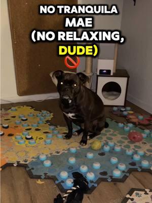 This is a girl who knows what she wants and how to get it. #talkingdogsoftiktok #spanglish #tranquilomae #notranquilo #whichball #caninecognition #pugpit #pugmix #pitmix 