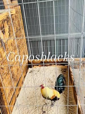 #caposblacks #caposblaks #gallero #gallosfinos #gallera #viralvideo #viraltiktok #fupage #gamefowl #pararodosustedes #fypage #viraltiktok 