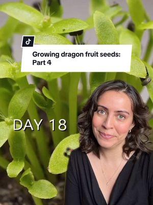 Replying to @Isabella 21 days of dragon seed update! Did it work?  @amazingtubetimelapse, thank you for such an awesome video!  We’re getting to the good parts now! Fingers crossed that I’ll have a thick happy dragon fruit plant to report back on soon.  Follow along for updates!  #plantgrowth #plantseeds #dragonfruitplant