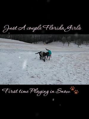 #puppyplaytime #snowday #blessed #fyp #malinois #schnauzersoftiktok #malinoisoftiktok #floridadogs #grandfathermountain #boonenc #firsttimeseeingsnow #legacy #lady  #dogsoftiktok #furbabiesoftiktok #snowplayday #toocute 🐾💖