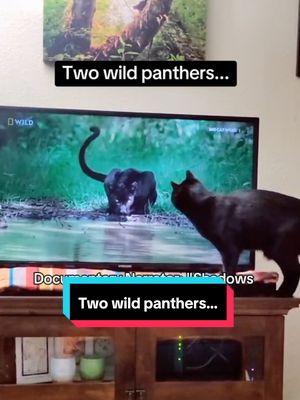 #foxthekitten learning about his ancestors during #bigcatweek on @National Geographic TV #wildpanther #inkpanther #housepanther #blackcat #cat #bigcat @National Geographic @AngryLeprechaun @Mike Citti