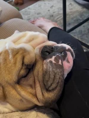 George must have been dreaming about something good! Credit: on IG penelopejean_george_thebulldog . . . . . . . . . #englishoftheday #englishbulldoglife #englishbulldog #englishbulldogpuppiesoftiktok #englishbulldogpuppiesoftikt #englishbulldogpuppie #englishbulldogsoftiktok❤️ #englishbulldoglover #englishbulldogsoftiktok❤️👑 #englishbulldogs #bulldogoftiktokbulldog #englishbulldogpuppies #bulldogsoftiktok #englishbulldogsoftiktok #bulldog 