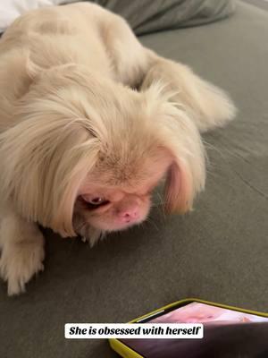 She loves to see herself after I record her😂 #pekingese #pekingeseoftiktok #pekingesepuppy #dog #dogsoftiktok #doglover #dogmom #funnyvideo 