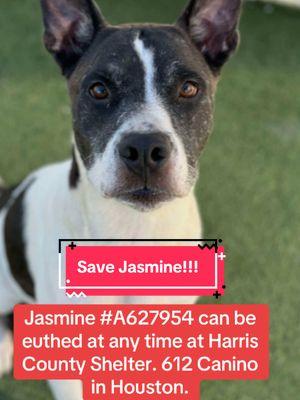 Who can foster or adopt Jasmine?! #rescuedogs #rescuedogarmy #rescuedogarmystrong #fyp #ASMT #shelterdogs #houstonwehaveaproblem #rescuedogarmy❤️ #fosteringsaveslives #texas #houstonwegotaproblem #thisishouston #houston #texasdogs #thisistexas #fosteringsaves #shelterdog #rescuedog #texasdog 