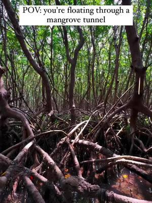 Relax and breathe, and give yourself a moment of peace on #mangrovemonday 🌴 have you ever explored a mangrove tunnel before?☀️ 📍Shell Key Preserve, Florida Mangrove tunnels are some of the coolest naturally-formed structures out there! Imagine coasting on a current as you enjoy looking for shells and other creatures hidden in the shaded roots of these amazing trees 🤩🌊 📌 Daily guided clear kayak tours of Shell Key Want to check it off your bucket list? Come join us for a clear kayak adventure through untamed Florida! 🧡🍊 📸 @getupandgotampabay  #clearkayak #guidedtour #ecoadventure #exploremore #floridalife #untouchednature #paddlelife #shellkeypreserve #stpetebeach #mangroves #mangrovetunnels #bucketlist