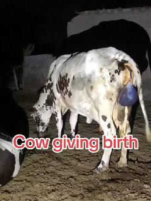 Cow giving birth #tiktokanimal #tiktokanimals #PetsOfTikTok #tiktokclip #cowsoftiktok 