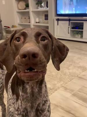 My two front teef. ❤️💚❤️#remington #merrychristmas #germanshorthairedpointeroftiktok #germanshorthairedpointer #remismom #lovethisgirl #spoiled #spoiledrotten #dogsoftiktok #fyp #fypシ゚viral #obsessed #happyholidays #