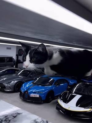 big car vs small cars (📹 @118.collector) - #cat #car #collection #9gag