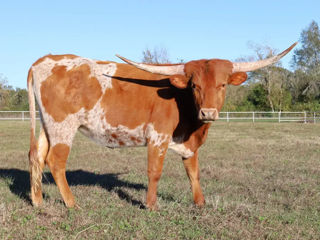 C7 Spicy Paprika isn't as "spicy" as she used to be and she's turning into a nice heifer! I am very happy with how she is maturing! 🧡 https://www.circleofsevenlonghorns.com/ #texaslonghorncattle #longhorncattle #ranchlife #houstontx