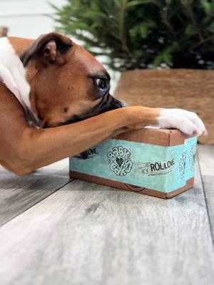 Personalized pup cup for the win!  #boxerdog #boxerpupcup #dogsoftiktok #dogtok #pupcup #boxerlife #boxermom #boxersoftiktok 