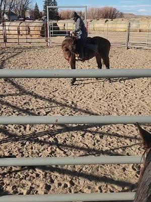 Second ride on my 2 year old outside horse Roy! If anyone has any advice give me what you got! I want to get better! #colt #coltstarting #2yearsolds #buckaroo #wyoming #westernlifestyle #cowgal #ranchingtiktok #ranchinglife #cowboyshit #ranching #cowboy #LIVIN #happy #livestock #CapCut #trend #fyp 