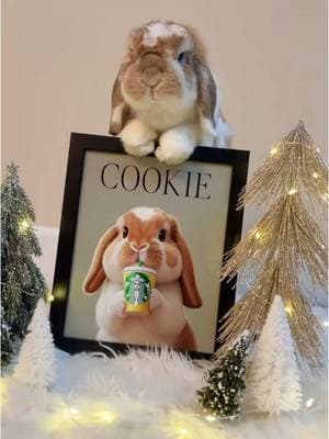 So thrilled with this early Christmas from @colormeelf!  This cute picture is such an epic decoration - we absolutely love it! ✨✨✨ #rabbitlife #bunnylife #bunny#bunnyrabbit  #rabbitsofinstagram #hollandflop #animalovers #hollandlopbunny #bunny #bunniesofinstagram #instabunny  #bunnylover #bunnylove