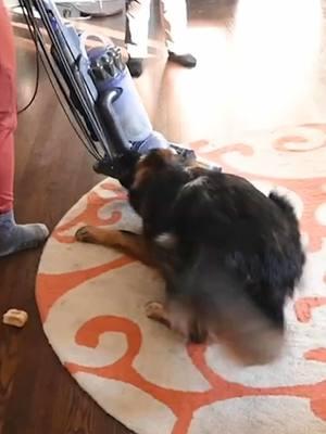 Why is my dog reactive towards the vacuum? -  This clip comes from DogVlog 091- “Is Your Dog Redirecting At You? WATCH THIS!” Find this full video and more when you visit our YouTube channel!  #dogreactivity #DogTraining