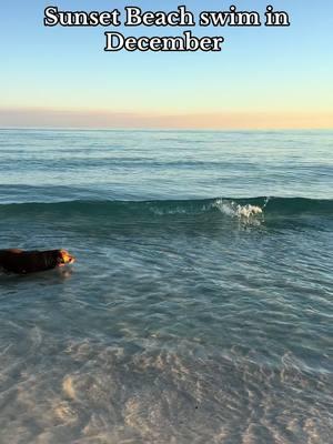 Salty hair dont care! #chloeandcalliesgoldenlife #goldenretriever #dogsoftiktok #beach 