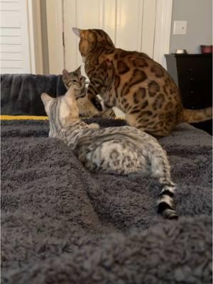 Boys will be boys.  #cat #Bengal #bengalcat #bengalkitten #kittensoftiktok #kitten #kitty #kittycat #playtime #boyswillbeboys #catlover #catsoftiktok 