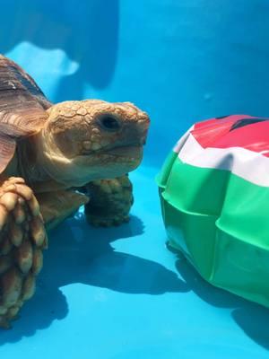 This watermelon seems different somehow….🍉  #tortoise #turtle #reptile #sulcata #sulcatatortoise #reptiles #tortoises #funny #kurakura #tortoiselife #toocute #kurakuradarat #turtles #tortoiselove #pet #tortoiselover #pardalis #funnyanimals #stop #toocute #funnypets #funnyvideos #pets #animals #torto #watermelon #lol #sulcatalover 