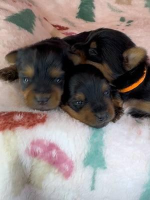 Nixies boys have opened their eyes!!!   #tiktokyorkies #yorkies #foryoupage #foryou #fyp ##dog #puppiesoftiktok #michigan #puppy #Love #cute #pretty #beautiful 